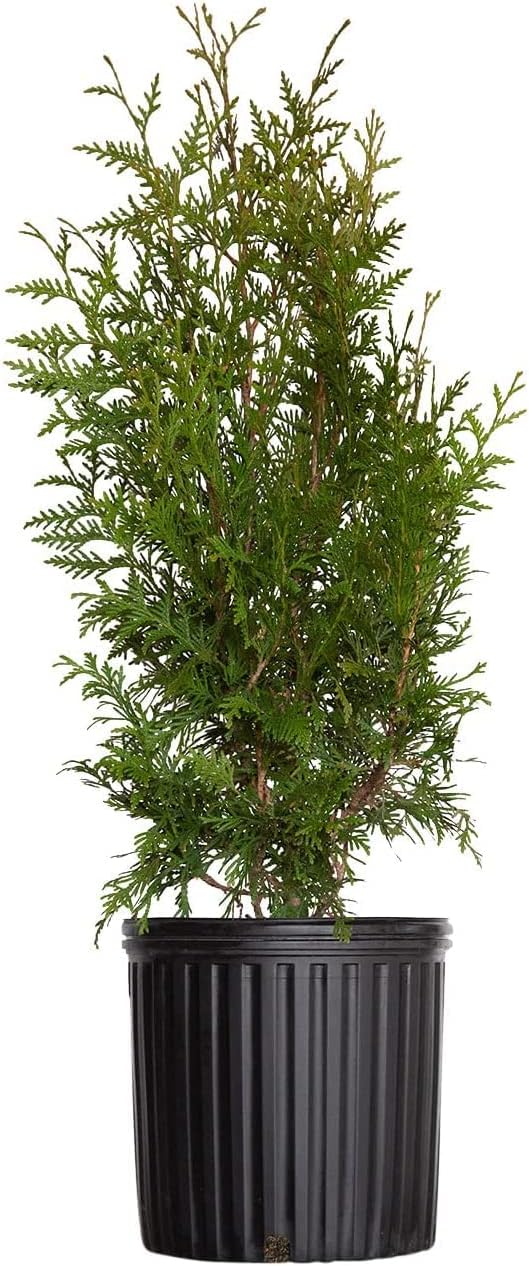 Green Giant Arborvitae (2.5 Gallon) Thuja Green Giant | Fast Growing Live Evergreen Tree for Privacy