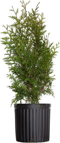 Green Giant Arborvitae (2.5 Gallon) Thuja Green Giant | Fast Growing Live Evergreen Tree for Privacy