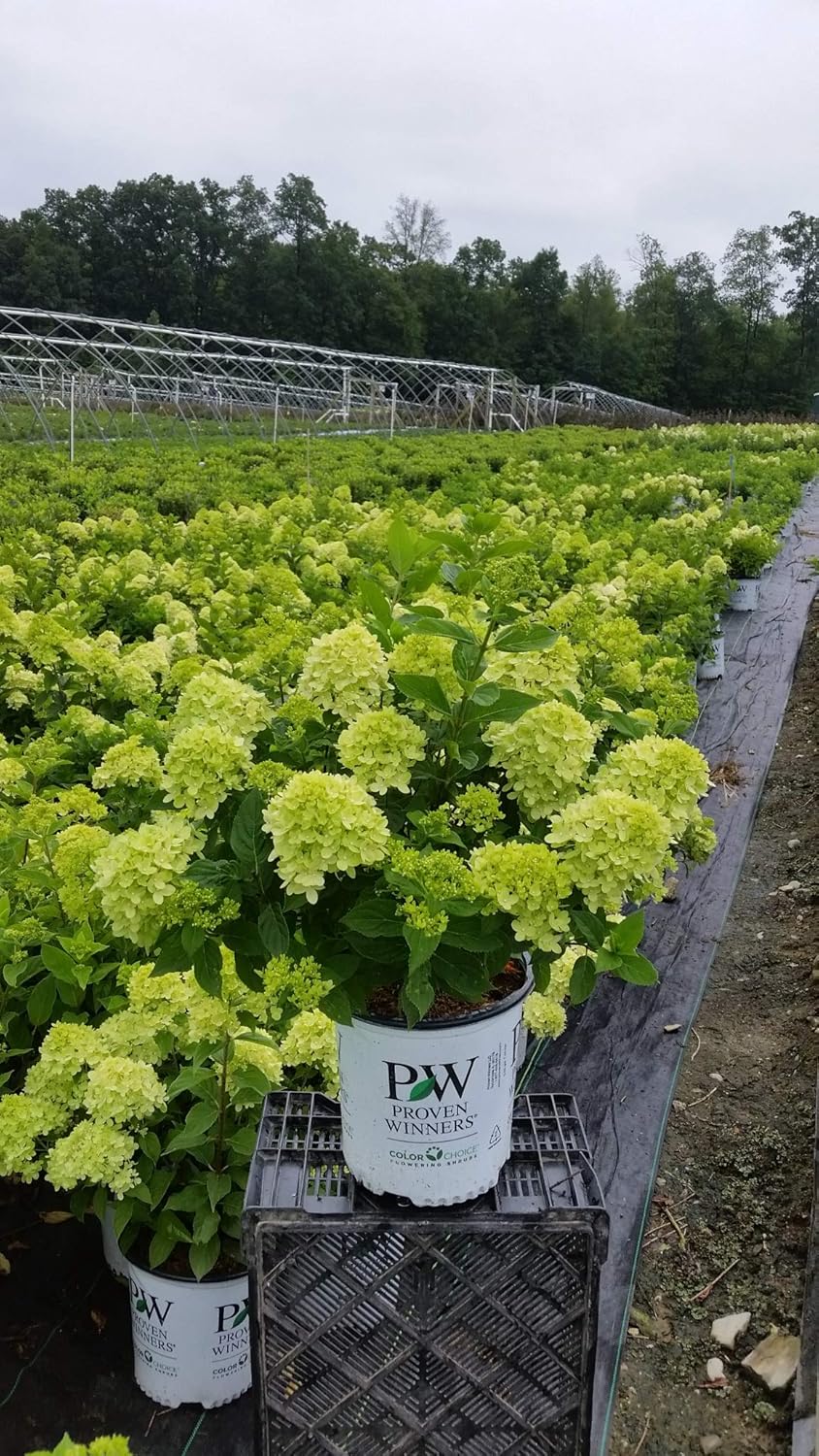 Proven Winners Hydrangea Limelight & Little Lime Panicle Shrub Bundle, 2 and 2 Gal Containers