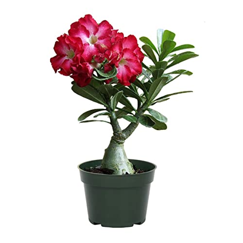 American Plant Exchange Live Single Bloom Desert Rose Plant, Indoor Plant with Pink Flowers, Plant Pot for Home and Garden Decor, 5" Pot
