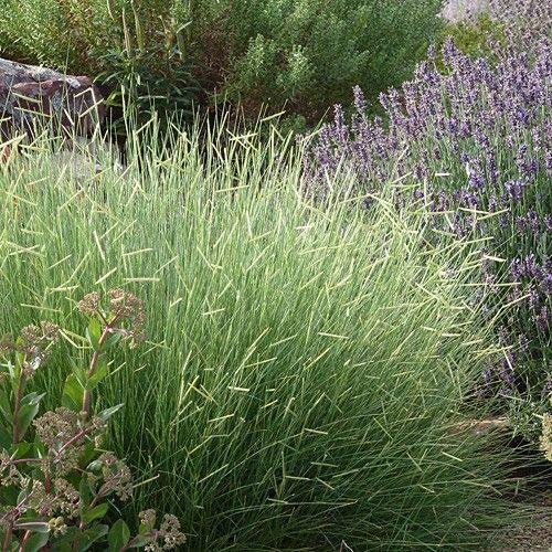 Outsidepride 1 lb. Perennial Blue Grama Native Grass Seed for Xeriscape Lawns & Pasture