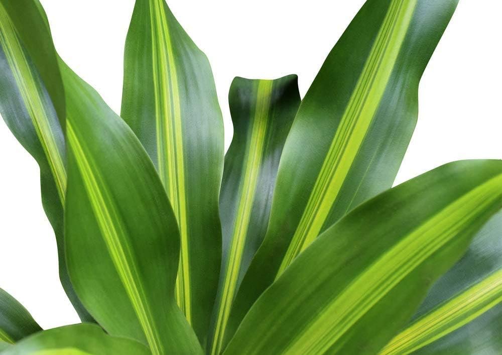 American Plant Exchange Mass Cane Dracena Massangeana Live Plant, 6" Pot, Top Indoor Air Purifier