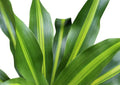 American Plant Exchange Mass Cane Dracena Massangeana Live Plant, 6" Pot, Top Indoor Air Purifier
