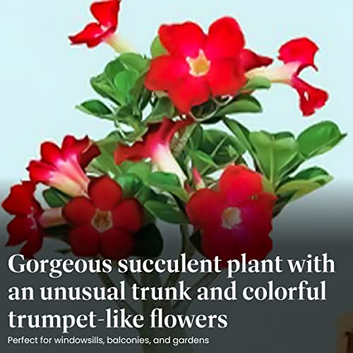 American Plant Exchange Live Single Bloom Desert Rose Plant, Indoor Plant with Pink Flowers, Plant Pot for Home and Garden Decor, 5" Pot