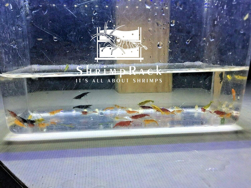 ShrimpRack™ 20 Mixed Color Neocaridina Shrimp Skittles Live Freshwater Aquarium Shrimps Beeding Age Young Adults 1/2-1 inch Long. Live Arrival Guarantee. Free 2 Day Shipping