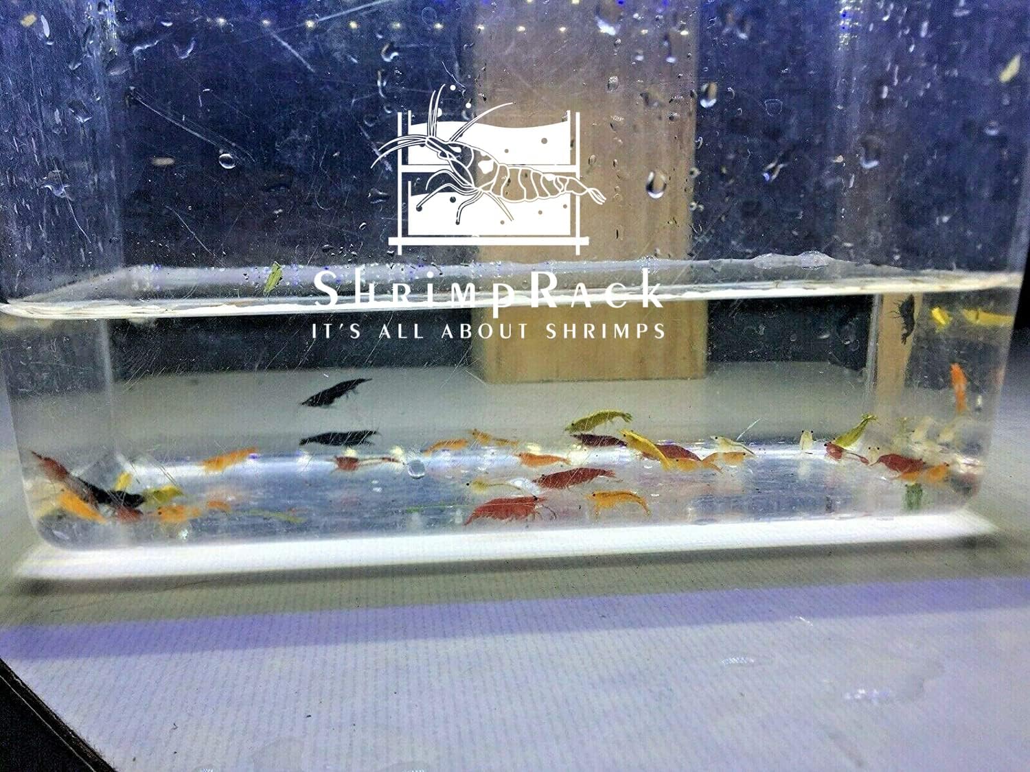 ShrimpRack™ 20 Mixed Color Neocaridina Shrimp Skittles Live Freshwater Aquarium Shrimps Beeding Age Young Adults 1/2-1 inch Long. Live Arrival Guarantee. Free 2 Day Shipping