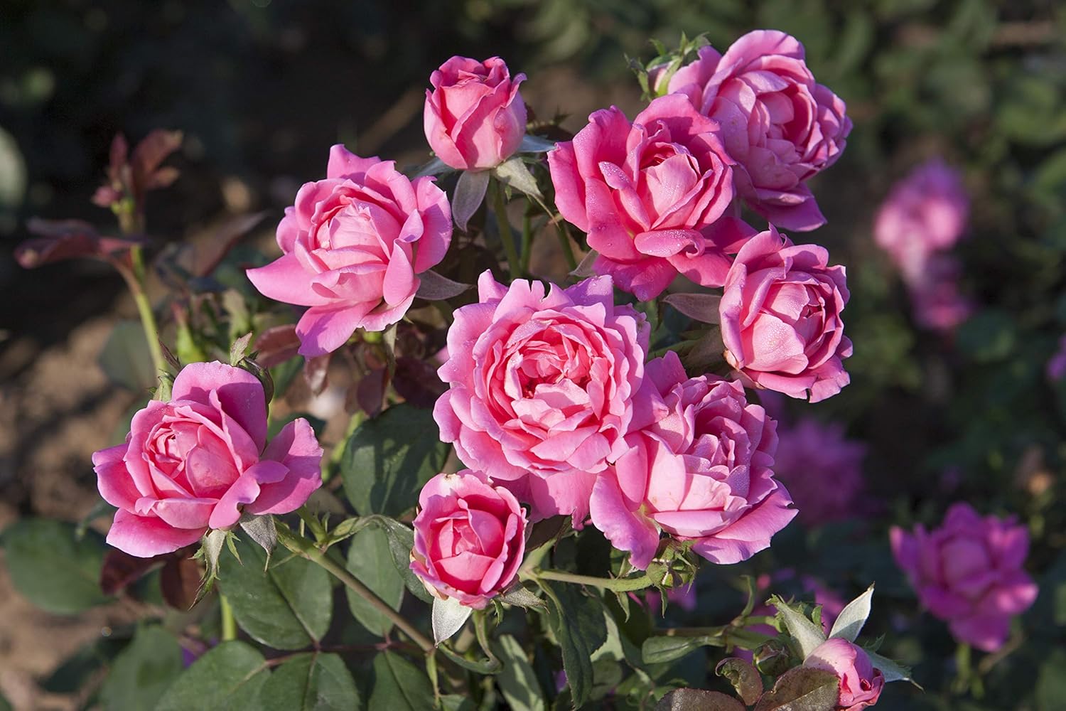 Knockout Double Rose, 2 Gal, Red Blooms and 2 Gallon Knock Out Rose Double Pink
