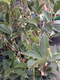 Sweet Olive (Osmanthus Fragrans) - 1 Plant - 2 Feet Tall - Ship in 1 Gal Pot