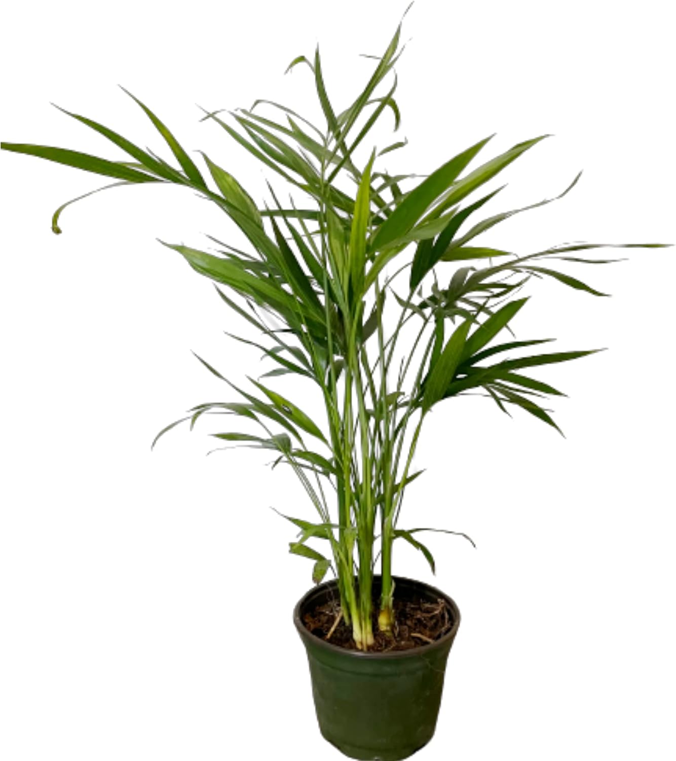 American Plant Exchange Areca Palm Indoor/Outdoor Air Purifier Live Plant, 6" Pot