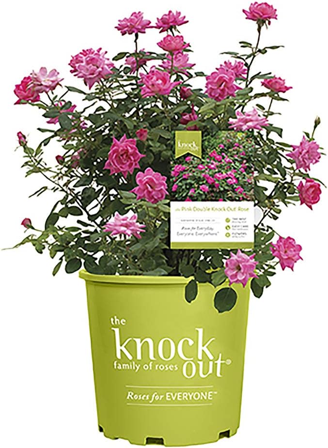 Knockout Double Rose, 2 Gal, Red Blooms and 2 Gallon Knock Out Rose Double Pink