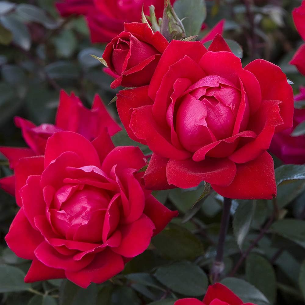 Knockout Double Rose, 2 Gal, Red Blooms and 2 Gallon Knock Out Rose Double Pink