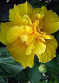 Seeds - 20 Rare Double Yellow Hibiscus Seeds Giant Dinner Plate Flower Garden Exotic, Flowering Seeds