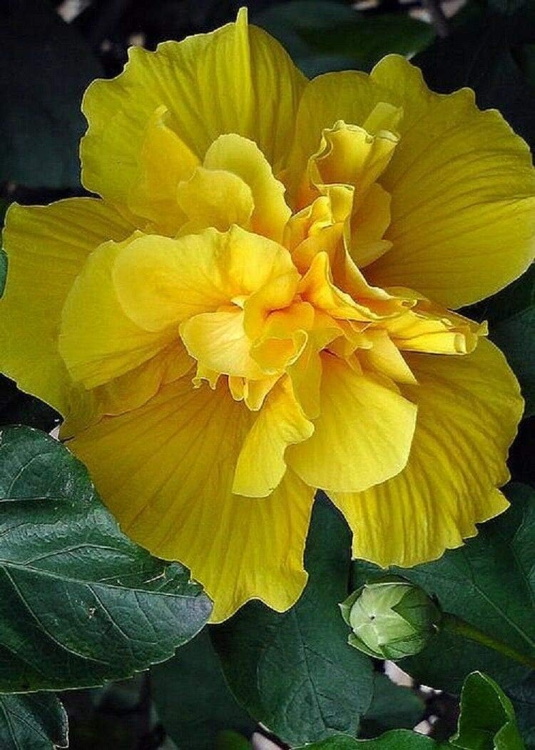 Seeds - 20 Rare Double Yellow Hibiscus Seeds Giant Dinner Plate Flower Garden Exotic, Flowering Seeds
