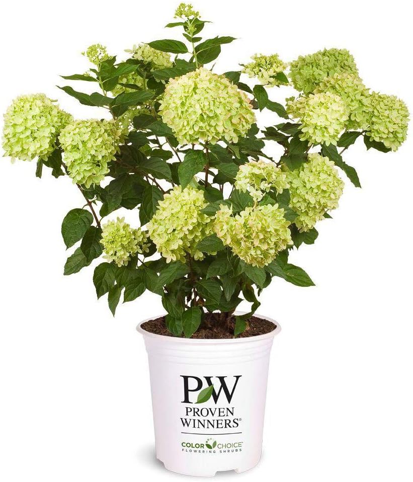 Proven Winners Hydrangea Limelight & Little Lime Panicle Shrub Bundle, 2 and 2 Gal Containers