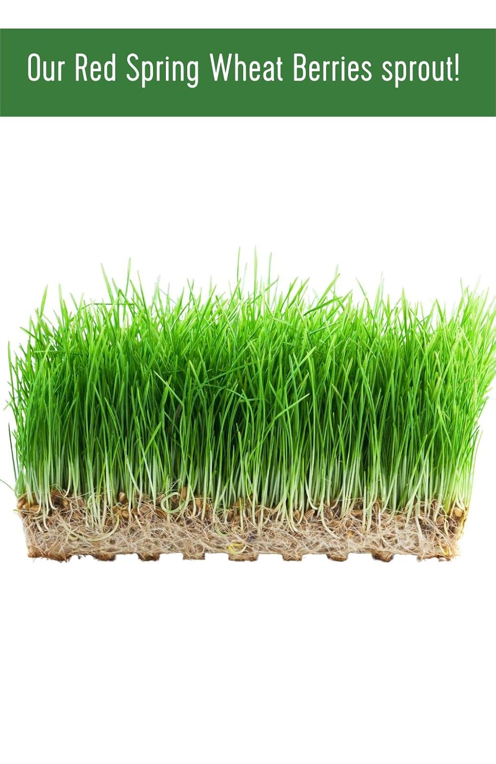 Hard Red Spring Wheat Berries | 25 LBS | Emergency Food Storage Bucket | Non-GMO | Grown on Our Family Farm | Bulk