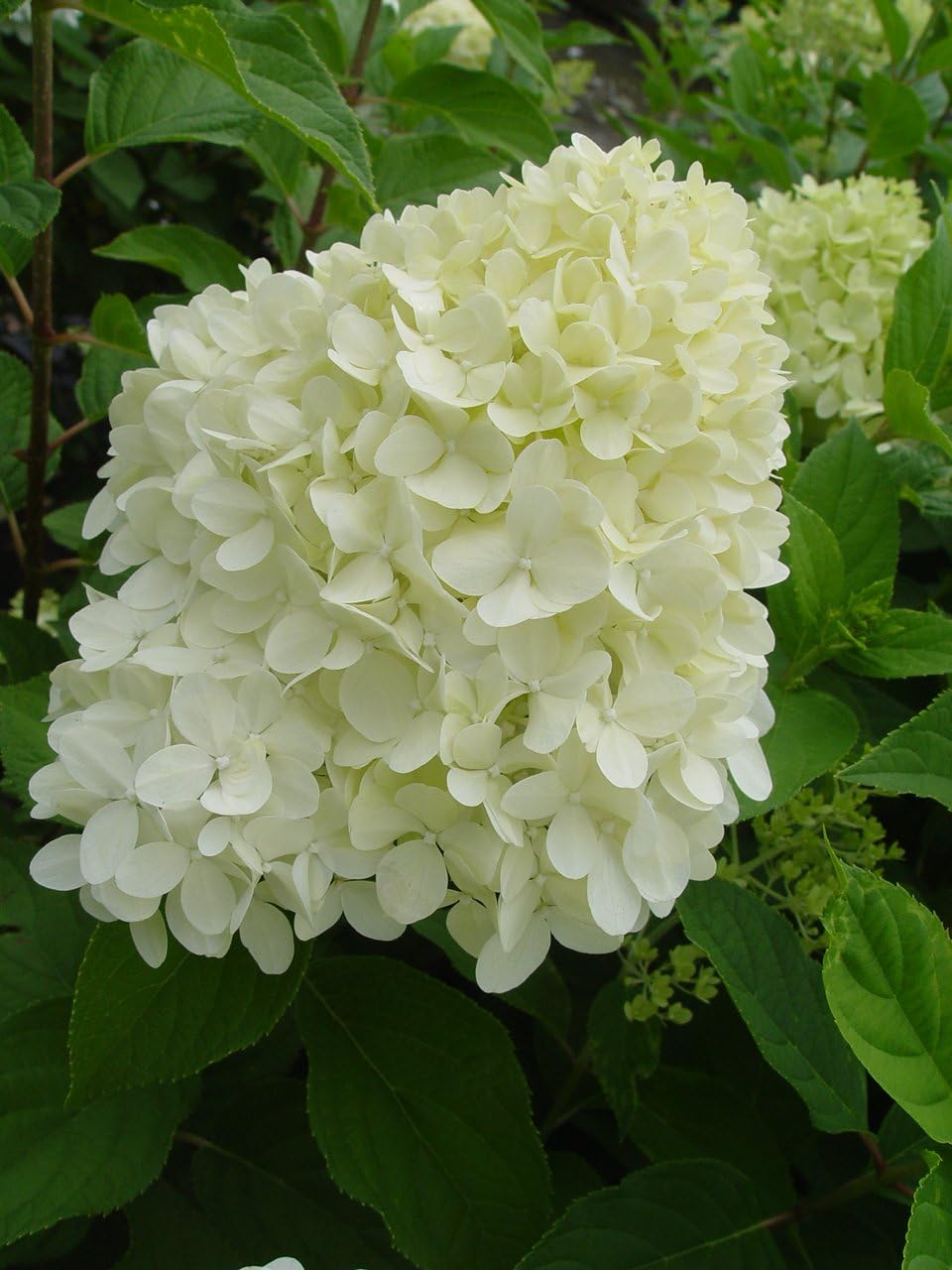 Proven Winners Hydrangea Limelight & Little Lime Panicle Shrub Bundle, 2 and 2 Gal Containers