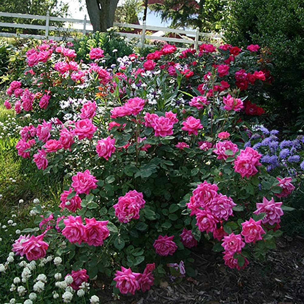 Knockout Double Rose, 2 Gal, Red Blooms and 2 Gallon Knock Out Rose Double Pink
