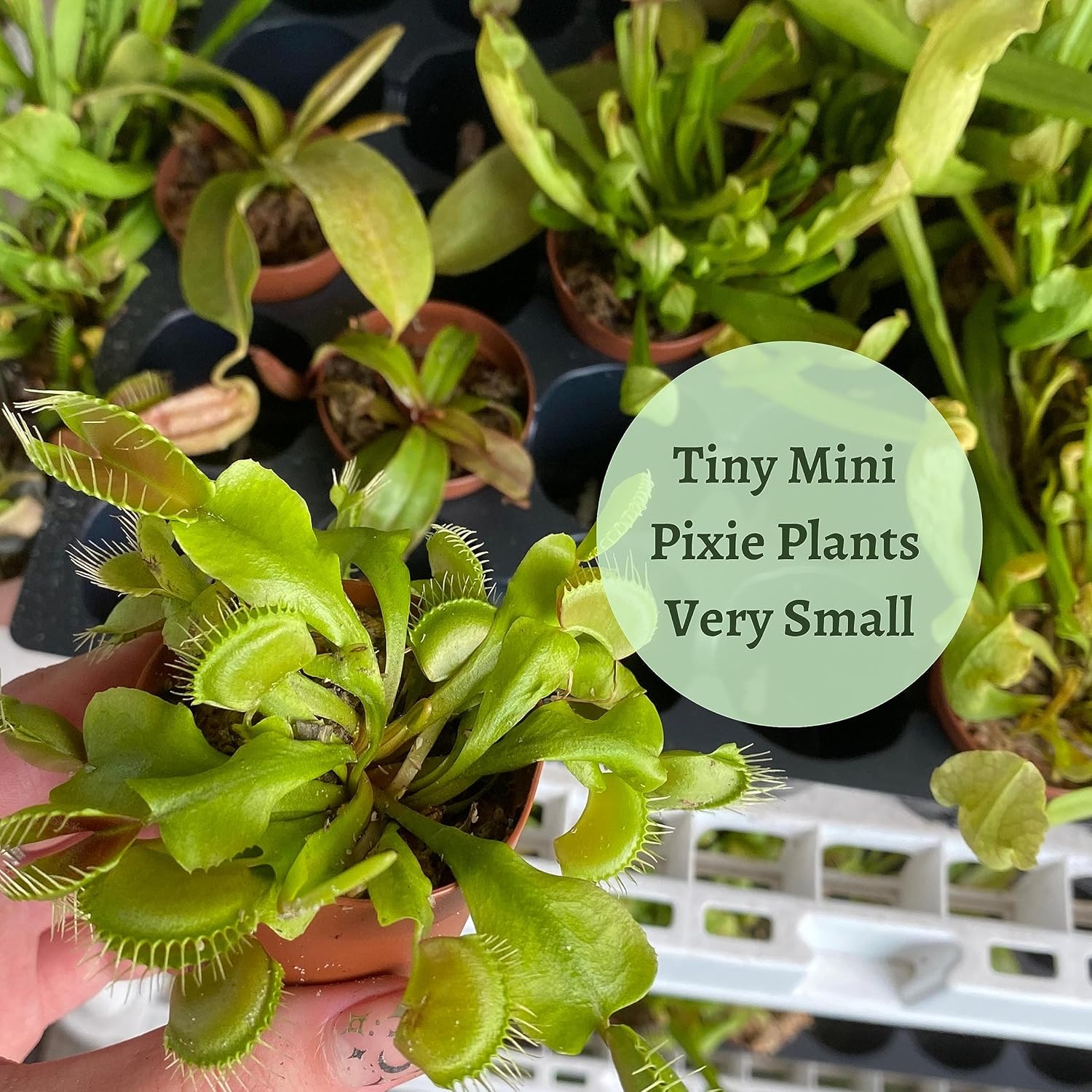BubbleBlooms Carnivorous Plant Assortment Set, 5 Live Different Plants in 2 inch Pots