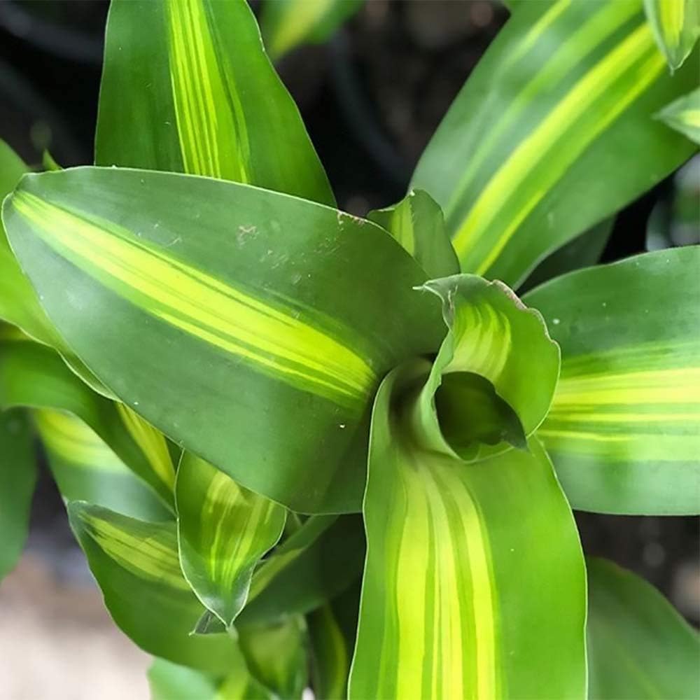 American Plant Exchange Mass Cane Dracena Massangeana Live Plant, 6" Pot, Top Indoor Air Purifier
