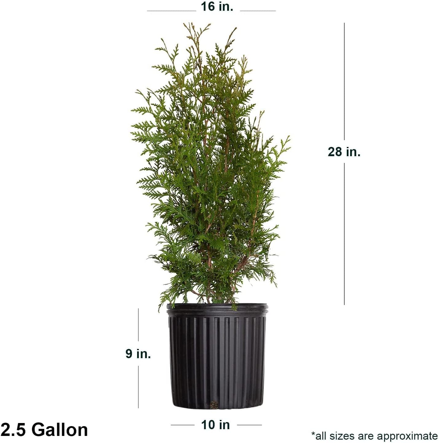 Green Giant Arborvitae (2.5 Gallon) Thuja Green Giant | Fast Growing Live Evergreen Tree for Privacy