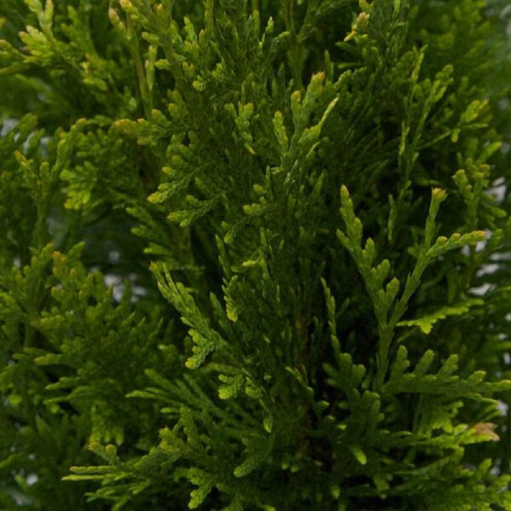 Green Giant Arborvitae (2.5 Gallon) Thuja Green Giant | Fast Growing Live Evergreen Tree for Privacy
