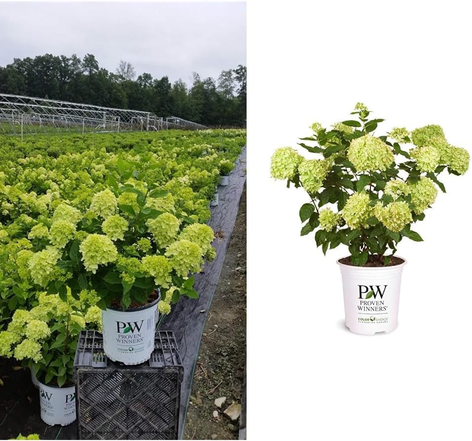 Proven Winners Hydrangea Limelight & Little Lime Panicle Shrub Bundle, 2 and 2 Gal Containers