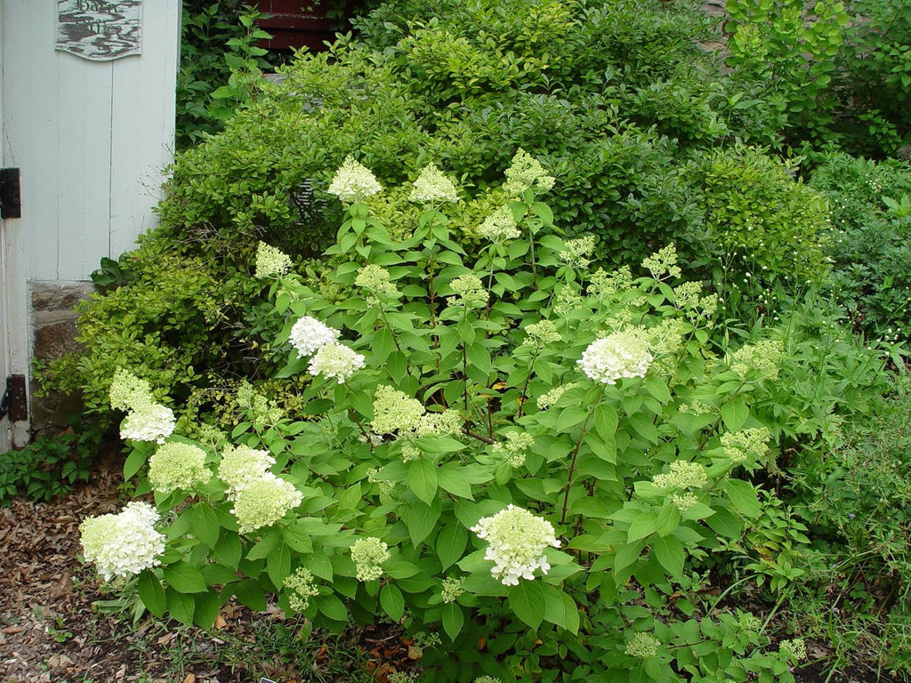 Proven Winners Hydrangea Limelight & Little Lime Panicle Shrub Bundle, 2 and 2 Gal Containers