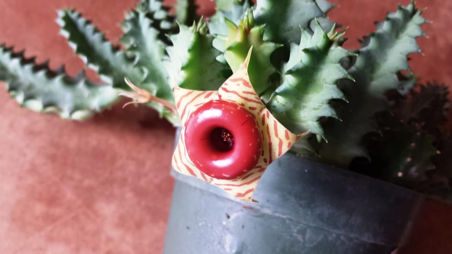 Lifesaver Cactus - Live Plant in a 4 Inch Pot - Huernia Zebrina - Extremely Rare Cactus Succulent from Florida