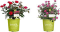 Knockout Double Rose, 2 Gal, Red Blooms and 2 Gallon Knock Out Rose Double Pink