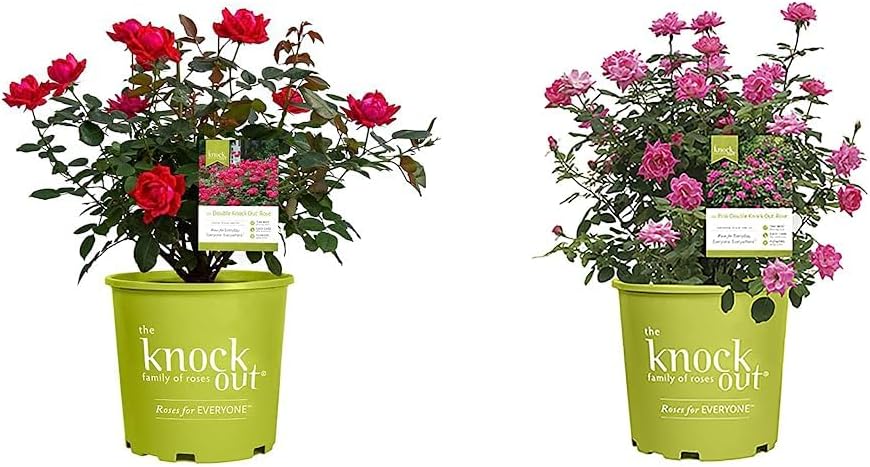 Knockout Double Rose, 2 Gal, Red Blooms and 2 Gallon Knock Out Rose Double Pink