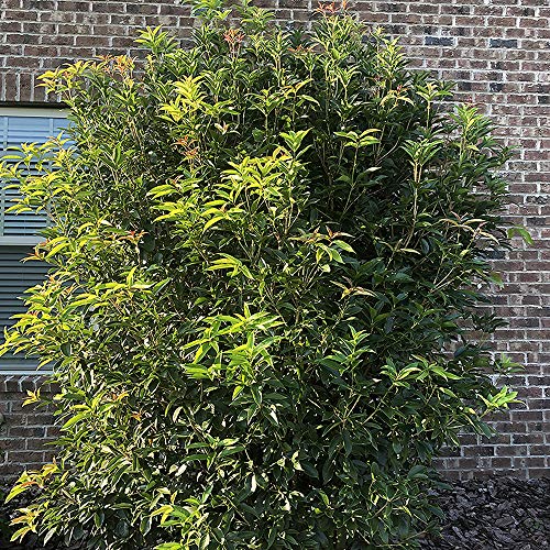 2.25 Gal. Tea Olive Osmanthus