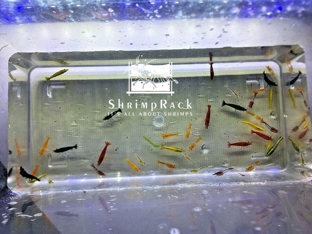 ShrimpRack™ 20 Mixed Color Neocaridina Shrimp Skittles Live Freshwater Aquarium Shrimps Beeding Age Young Adults 1/2-1 inch Long. Live Arrival Guarantee. Free 2 Day Shipping
