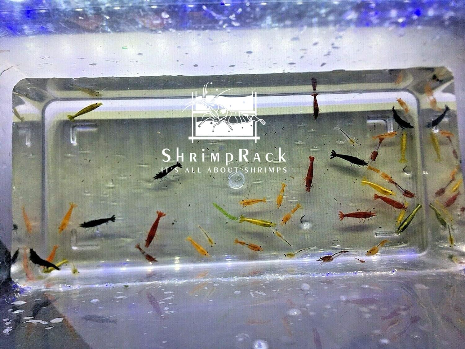 ShrimpRack™ 20 Mixed Color Neocaridina Shrimp Skittles Live Freshwater Aquarium Shrimps Beeding Age Young Adults 1/2-1 inch Long. Live Arrival Guarantee. Free 2 Day Shipping