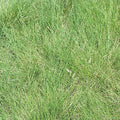 Outsidepride 1 lb. Perennial Blue Grama Native Grass Seed for Xeriscape Lawns & Pasture