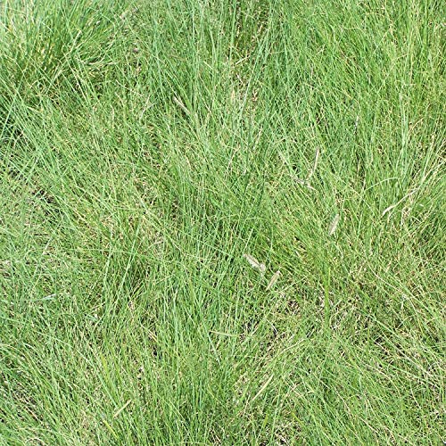 Outsidepride 1 lb. Perennial Blue Grama Native Grass Seed for Xeriscape Lawns & Pasture