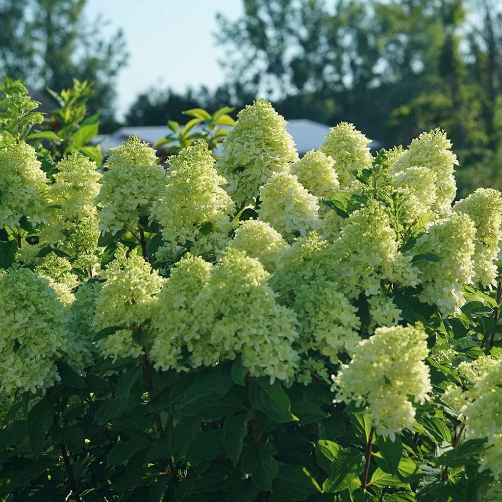 LIMELIGHT PRIME® Panicle Hydrangea - Hydrangea paniculata - 4" Pot Proven Winners