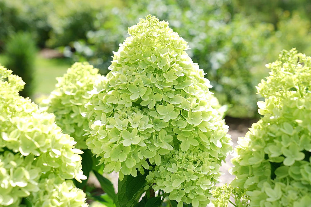 Proven Winners Hydrangea Limelight & Little Lime Panicle Shrub Bundle, 2 and 2 Gal Containers