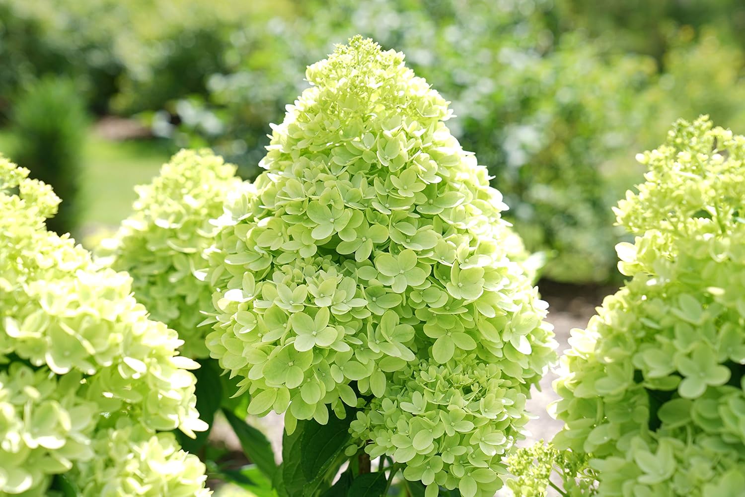 Proven Winners Hydrangea Limelight & Little Lime Panicle Shrub Bundle, 2 and 2 Gal Containers