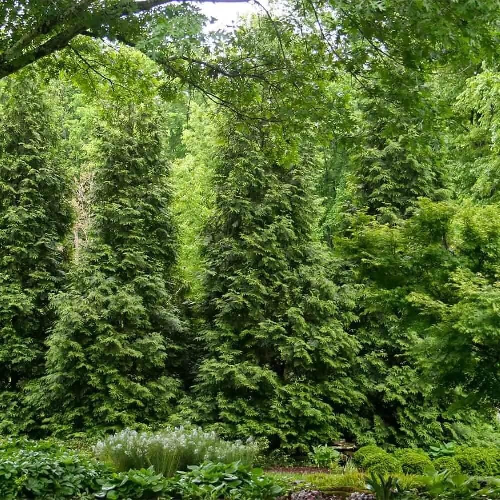 Green Giant Arborvitae (2.5 Gallon) Thuja Green Giant | Fast Growing Live Evergreen Tree for Privacy