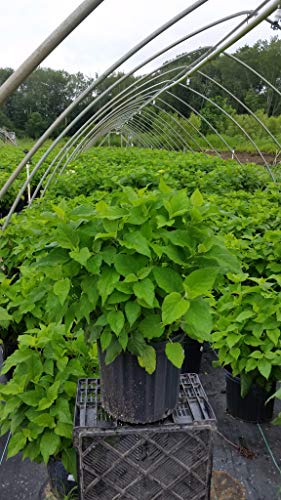 Hydrangea arb. 'Annabelle' (Smooth Hydrangea) Shrub, white mophead flowers, #3 - Size Container