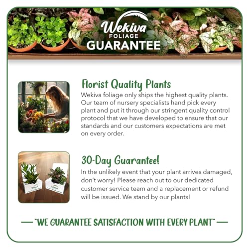 Spathiphyllum Peace Lily - Live Starter Plant in a 4 Inch Pot - Spathiphyllum - Elegant Low Maintenance Air Purifying Indoor Houseplant