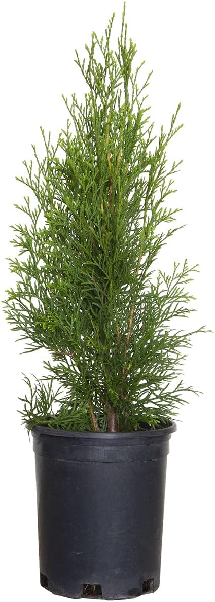 2.5 Qt - Emerald Green Arborvitae (Thuja Occidentalis), Large Evergreen Shrub/Tree