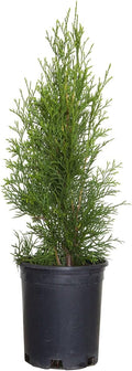 2.5 Qt - Emerald Green Arborvitae (Thuja Occidentalis), Large Evergreen Shrub/Tree