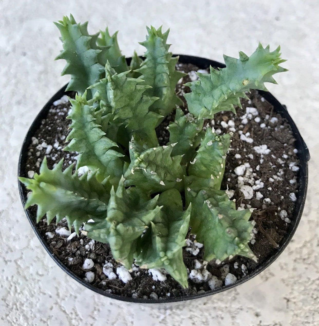 Lifesaver Cactus - Live Plant in a 4 Inch Pot - Huernia Zebrina - Extremely Rare Cactus Succulent from Florida