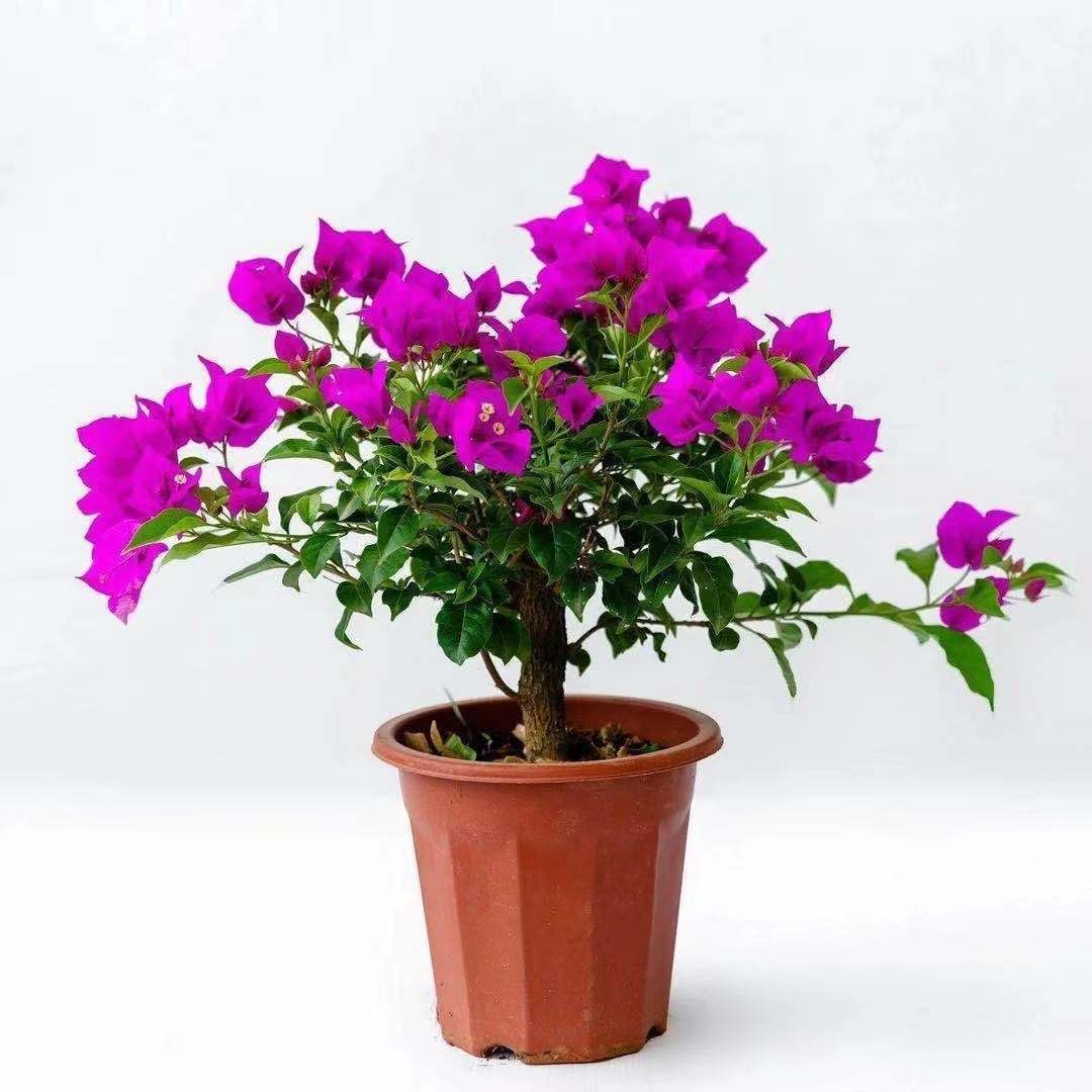Bougainvillea Plants Live - 8inch Tall Seedling Small Leaf Bougainvillea Flower Vine for Garden Perennial Yards and Home Ornament(No Pot) (Purple)