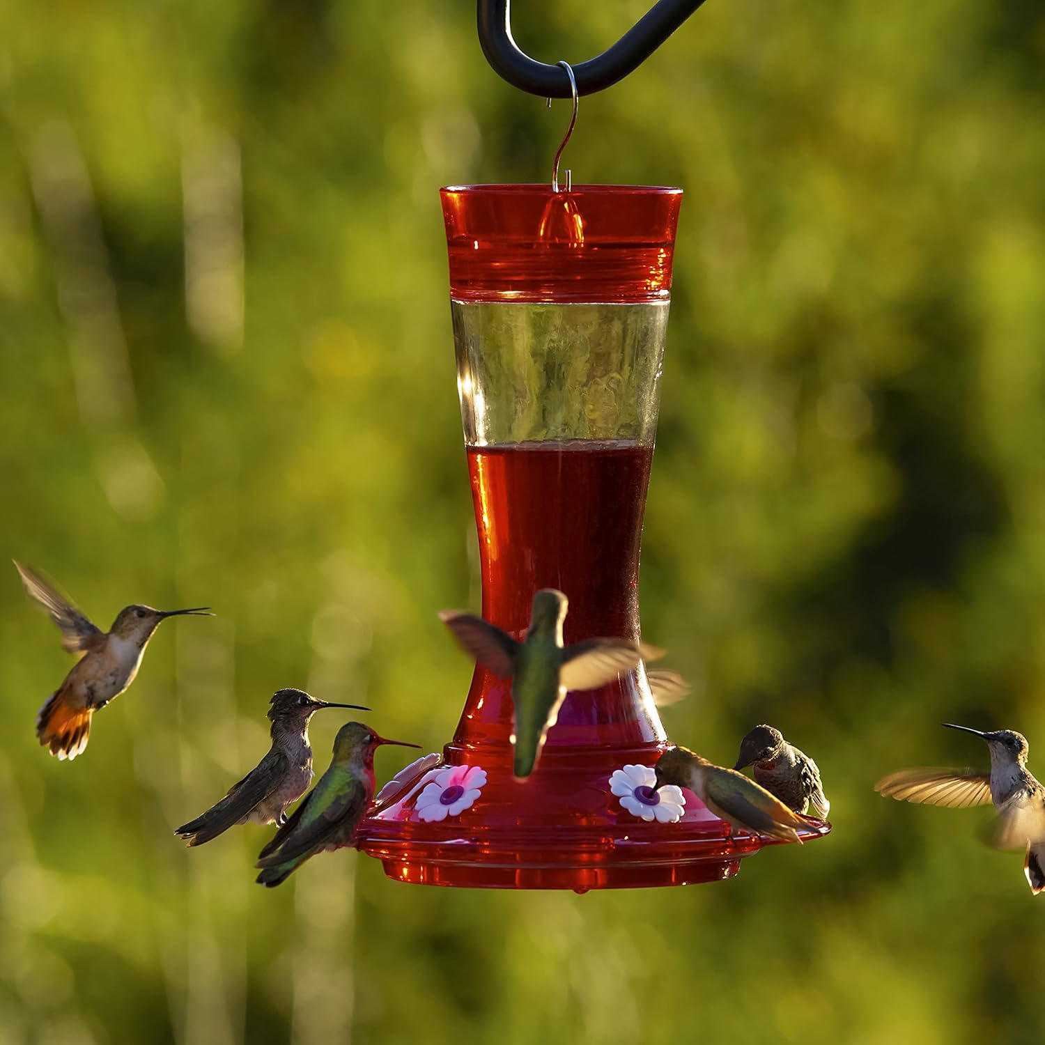 More Birds Bird Health+ Garnet Hummingbird Feeder, Glass Hummingbird Feeders for Outdoors, 5 Feeding Stations, 20 Ounces