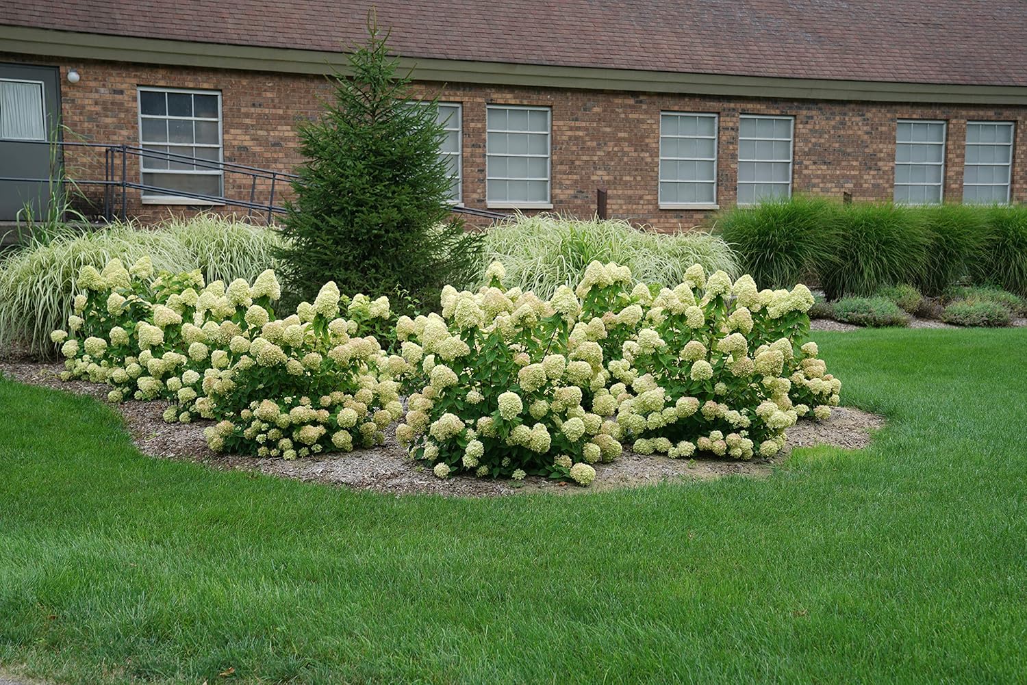 Proven Winners Hydrangea Limelight & Little Lime Panicle Shrub Bundle, 2 and 2 Gal Containers