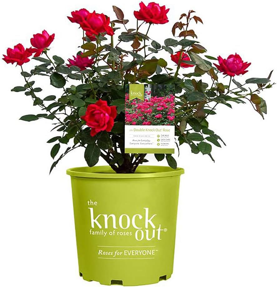 Knockout Double Rose, 2 Gal, Red Blooms and 2 Gallon Knock Out Rose Double Pink