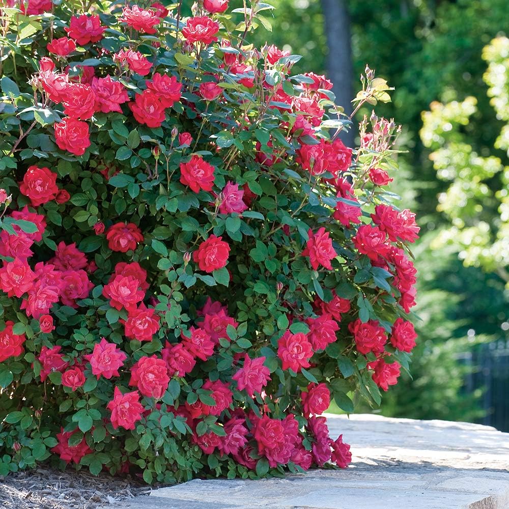 Knockout Double Rose, 2 Gal, Red Blooms and 2 Gallon Knock Out Rose Double Pink