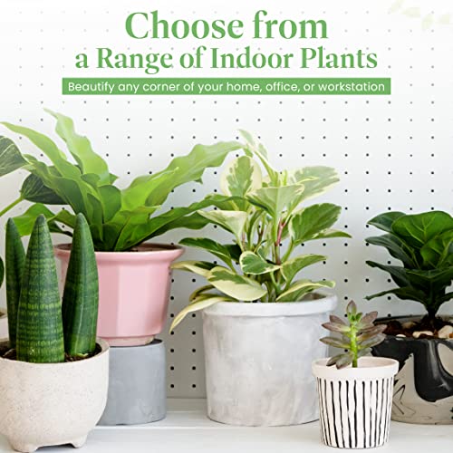 American Plant Exchange Live Single Bloom Desert Rose Plant, Indoor Plant with Pink Flowers, Plant Pot for Home and Garden Decor, 5" Pot